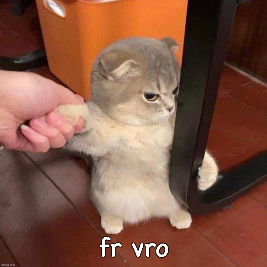 Cat holding table | fr vro | image tagged in cat holding table | made w/ Imgflip meme maker