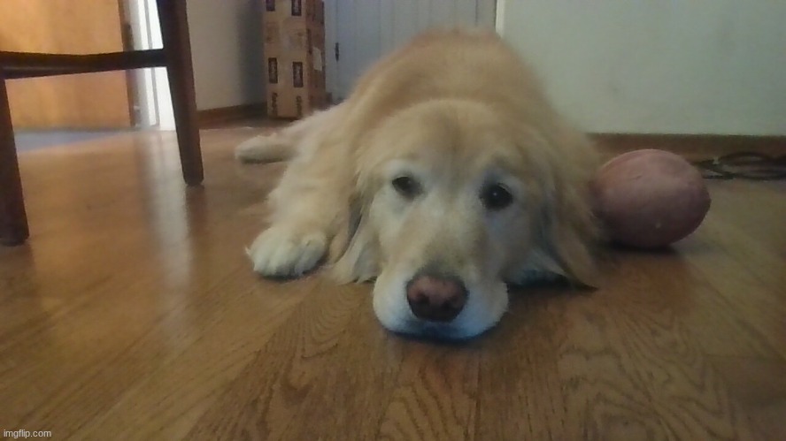 dog | made w/ Imgflip meme maker