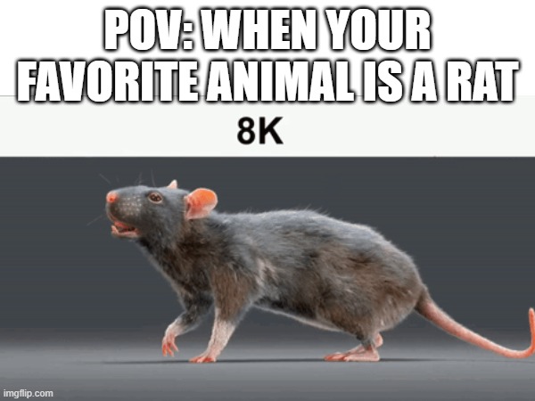 rat | POV: WHEN YOUR FAVORITE ANIMAL IS A RAT | image tagged in rat | made w/ Imgflip meme maker