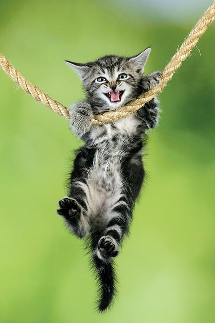 Chrisjoines1 Blank Meme Template