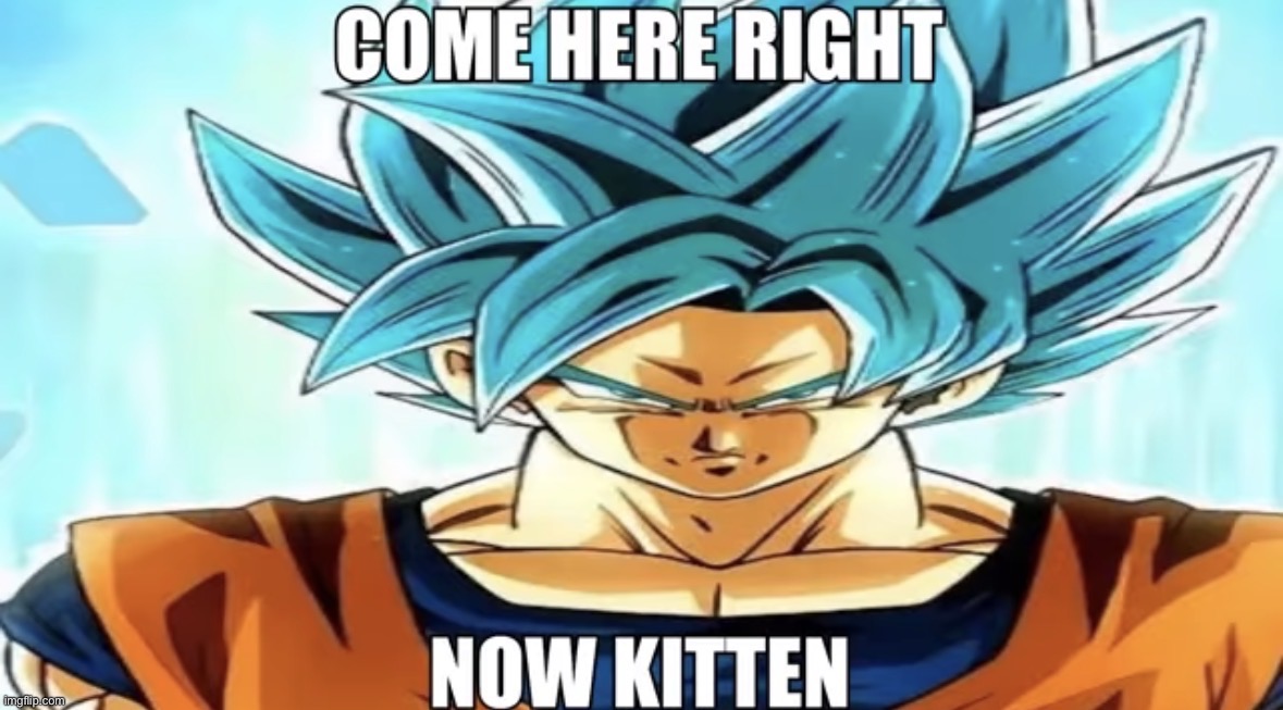 Come here right now kitten | image tagged in come here right now kitten,msmg | made w/ Imgflip meme maker