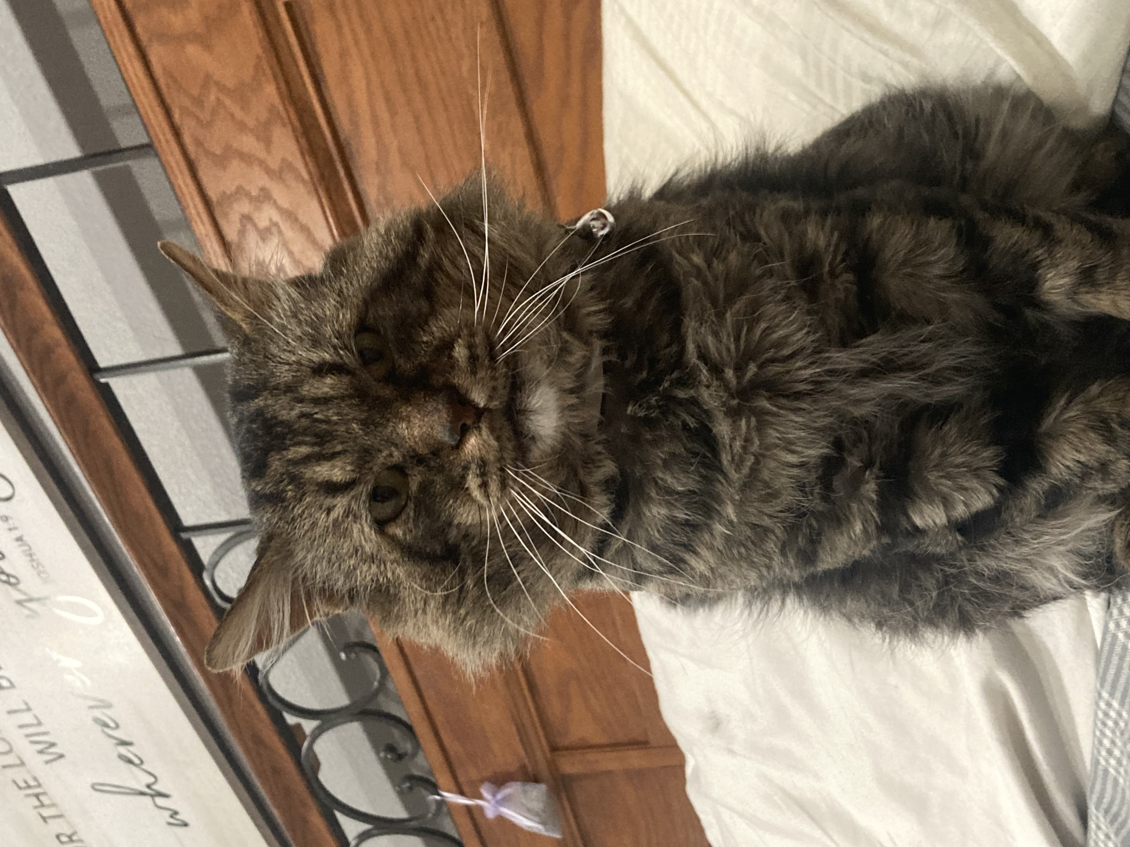 Kys cat Blank Meme Template