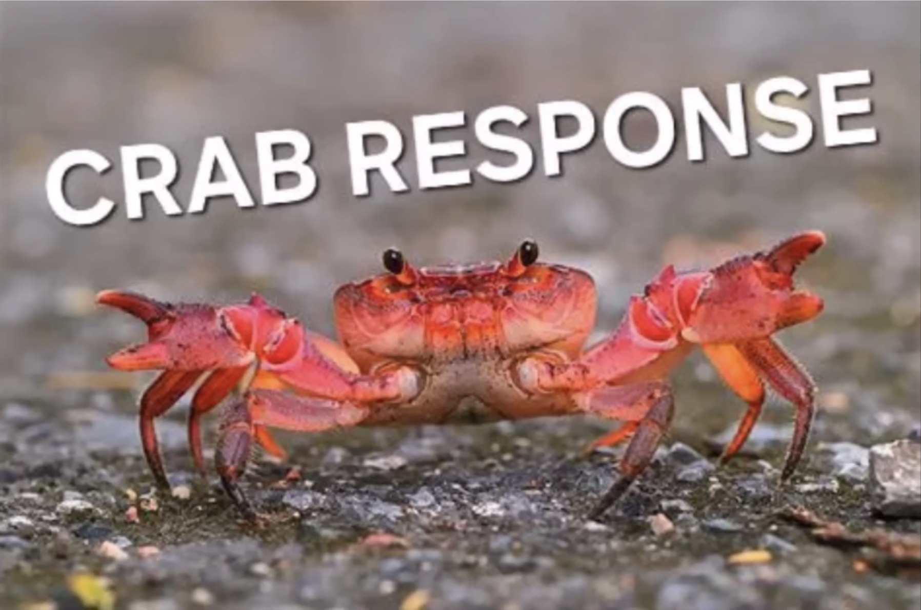 Crab Response Blank Meme Template