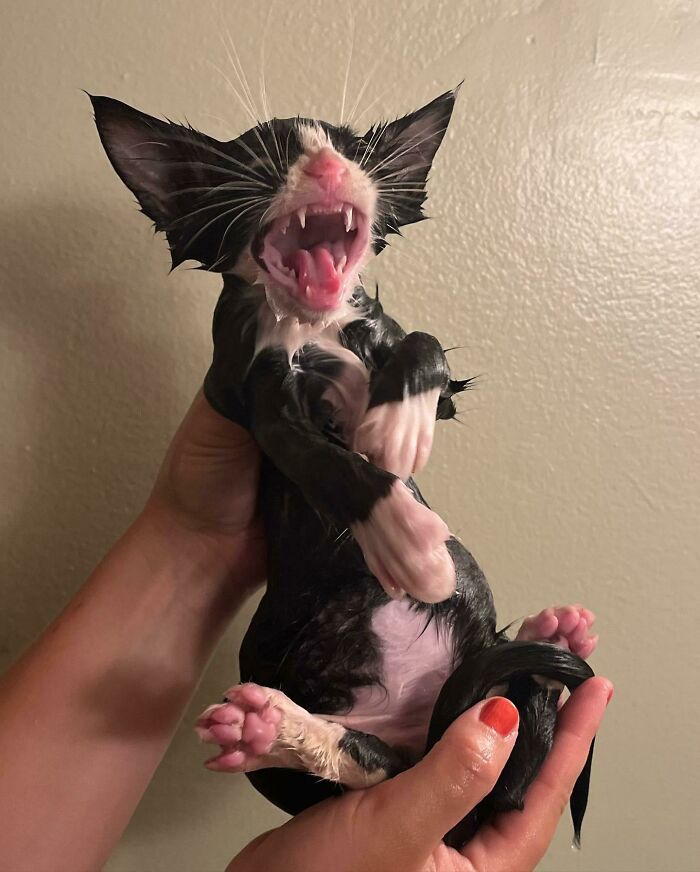 Upset Cat Blank Meme Template