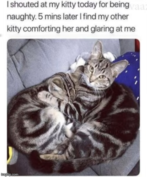 how dare he | image tagged in cats,kitty,yelling,sad,comfort,adorable | made w/ Imgflip meme maker