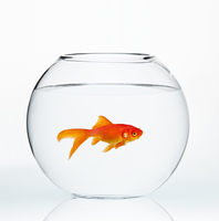 Fishbowl Blank Meme Template