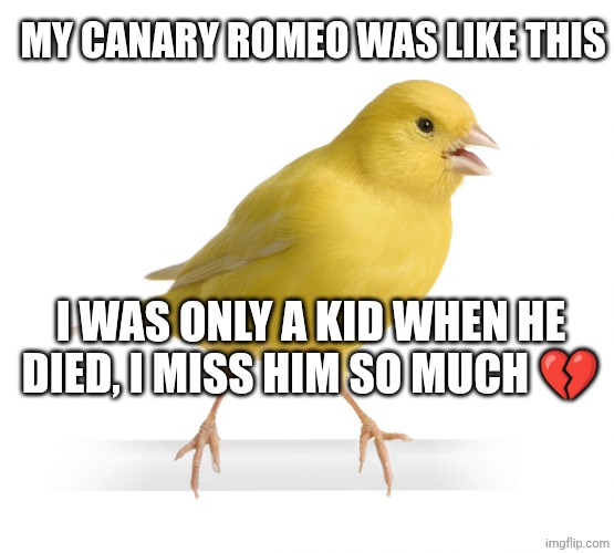 I had a canary... I hope that God have him on heaven right now ❤️ | MY CANARY ROMEO WAS LIKE THIS; I WAS ONLY A KID WHEN HE DIED, I MISS HIM SO MUCH 💔 | image tagged in canary | made w/ Imgflip meme maker