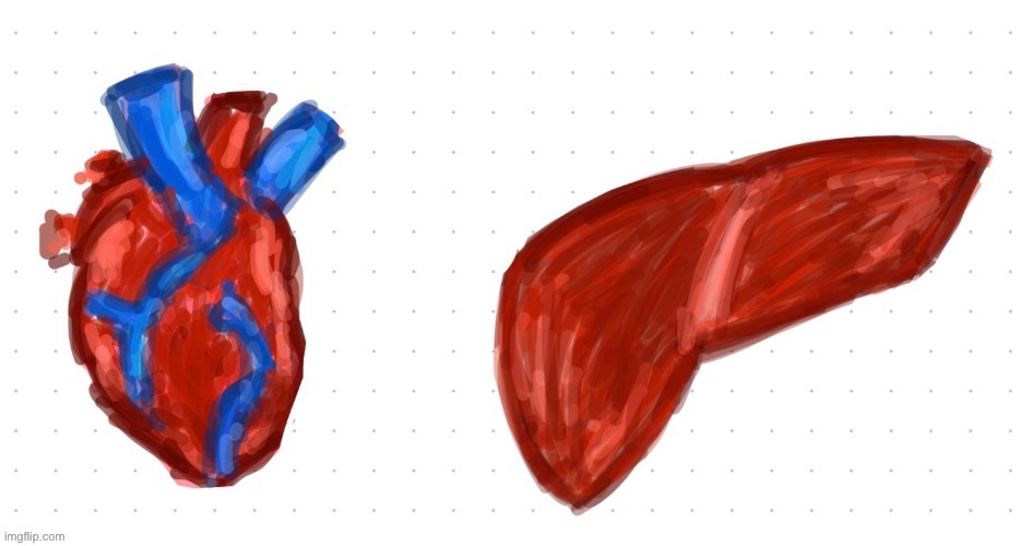 Drew a heart and liver by memory | image tagged in biology,drawing | made w/ Imgflip meme maker