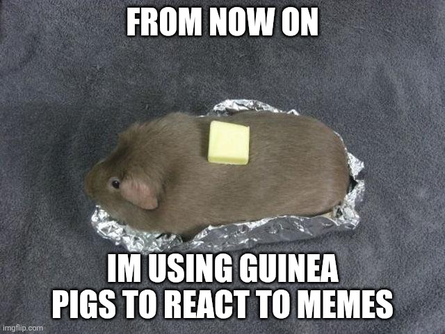 Baked potato Guinea pig | FROM NOW ON IM USING GUINEA PIGS TO REACT TO MEMES | image tagged in baked potato guinea pig | made w/ Imgflip meme maker