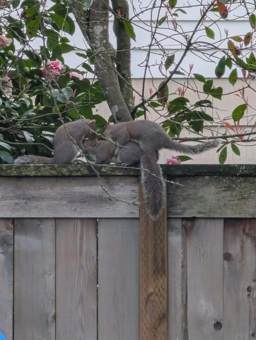Squirrel threesome Blank Meme Template