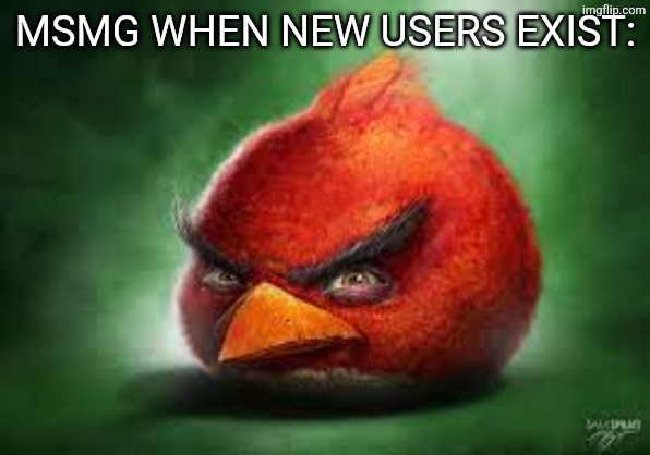Realistic Red Angry Birds | MSMG WHEN NEW USERS EXIST: | image tagged in realistic red angry birds | made w/ Imgflip meme maker