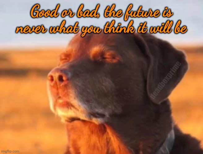 Dog accepting fate | Good or bad, the future is never what you think it will be; deadboxprime | image tagged in dog accepting fate | made w/ Imgflip meme maker