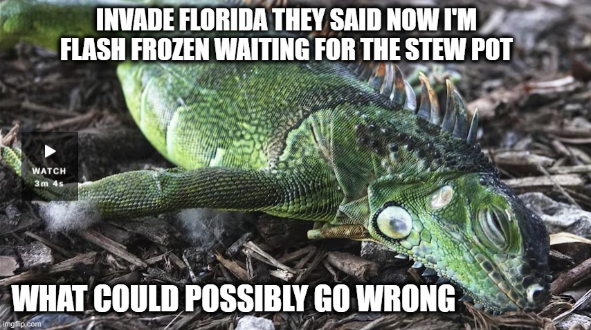 Florida Man Raising Hell in Florida | INVADE FLORIDA THEY SAID NOW I'M FLASH FROZEN WAITING FOR THE STEW POT; WHAT COULD POSSIBLY GO WRONG | image tagged in what could go wrong,florida man,meanwhile in florida | made w/ Imgflip meme maker