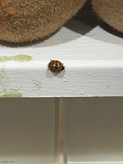 That little fat bastard (my son) is still on my counter | made w/ Imgflip meme maker