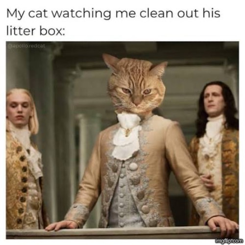 Yeah that looks about right | image tagged in cats,funny cats,litter box,superior royalty,evil overlord rules,signature look of superiority | made w/ Imgflip meme maker