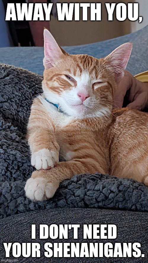 Away with you | AWAY WITH YOU, I DON'T NEED YOUR SHENANIGANS. | image tagged in shenanigans,cats,cute cats | made w/ Imgflip meme maker