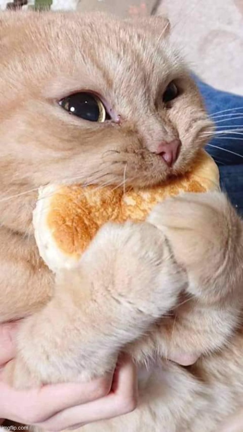 I feel like I'm lying to myself and I don't even know it | image tagged in cat eating bread | made w/ Imgflip meme maker