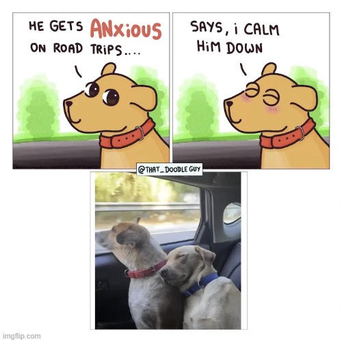 image tagged in dog,anxious,road trip,calm down,dogs,aww | made w/ Imgflip meme maker