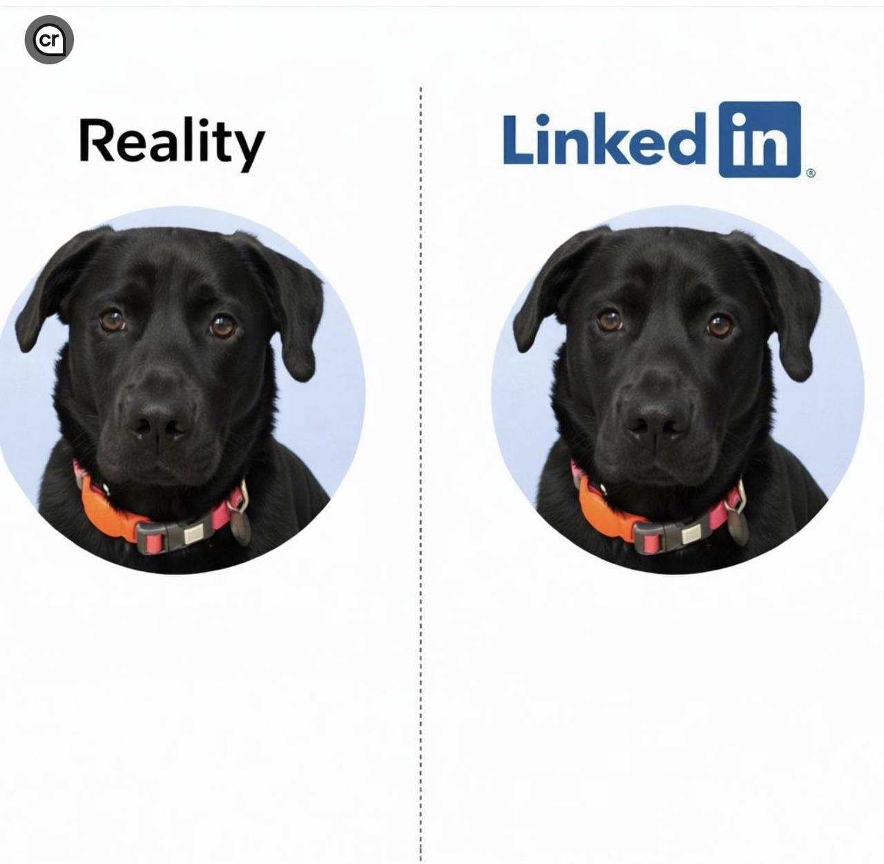 Linkedin Dog Blank Meme Template