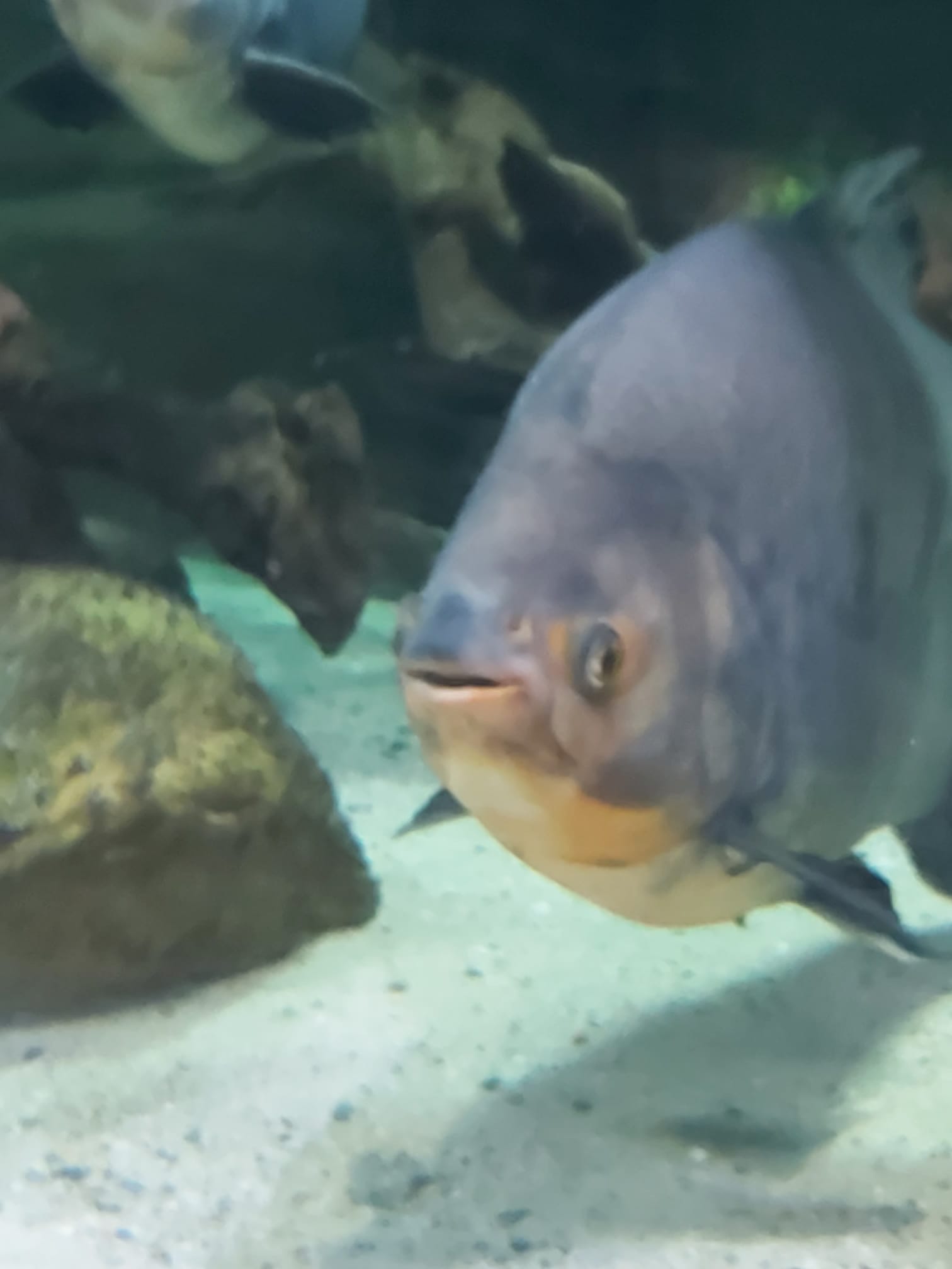 Piranha Blank Meme Template