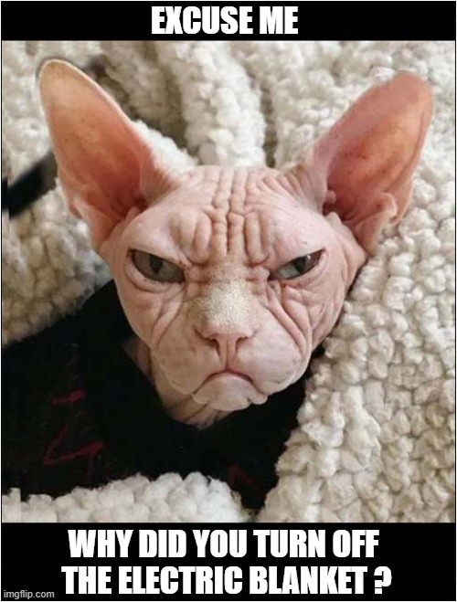 He Doesn't Look Happy ! | EXCUSE ME; WHY DID YOU TURN OFF 
THE ELECTRIC BLANKET ? | image tagged in cats,hairless,electric,blanket | made w/ Imgflip meme maker