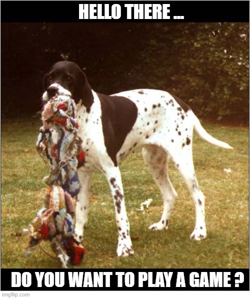 This Was My English Pointer, Ziggy ! | HELLO THERE ... DO YOU WANT TO PLAY A GAME ? | image tagged in dogs,english pointer,i want to play a game | made w/ Imgflip meme maker