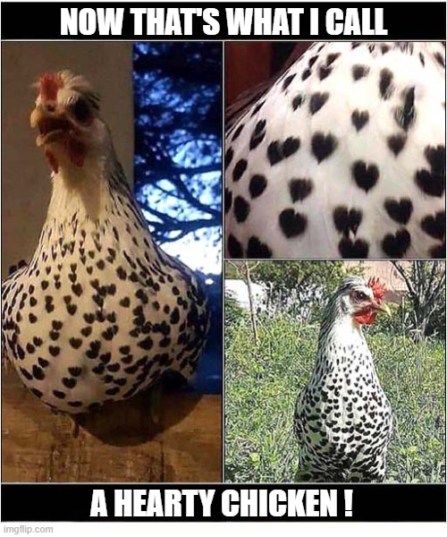 A Lovely Pattern | NOW THAT'S WHAT I CALL; A HEARTY CHICKEN ! | image tagged in chicken,hearts,pattern | made w/ Imgflip meme maker