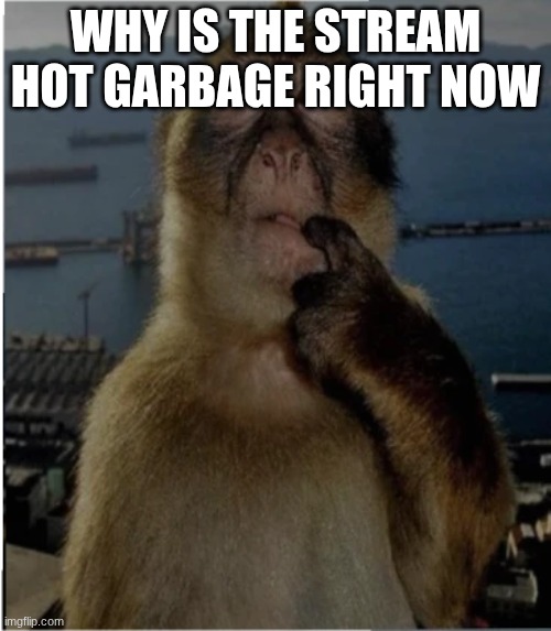 also, gm chat | WHY IS THE STREAM HOT GARBAGE RIGHT NOW | image tagged in thinking monkey | made w/ Imgflip meme maker
