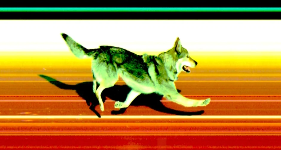 Vlciak at the Olympics Blank Meme Template