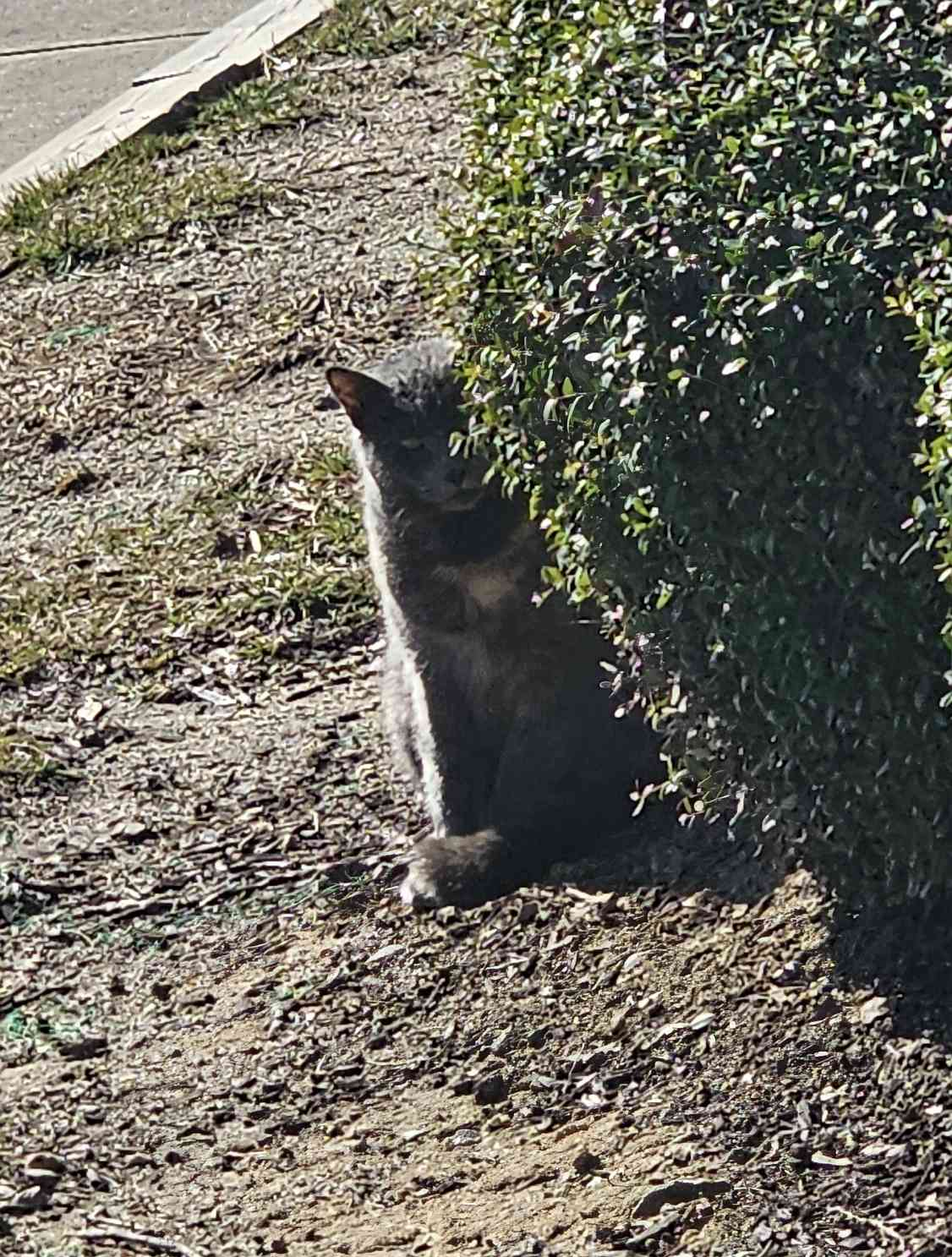 Creepy Cat Blank Meme Template