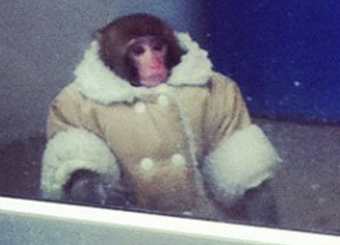 IKEA monkey Blank Meme Template