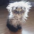 icestar11 Blank Meme Template