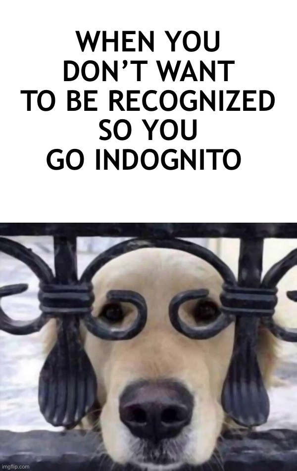 Indognito… indognito? INCOGNITO! | WHEN YOU DON’T WANT TO BE RECOGNIZED SO YOU GO INDOGNITO | image tagged in funny,memes,gifs,relatable,dog | made w/ Imgflip meme maker