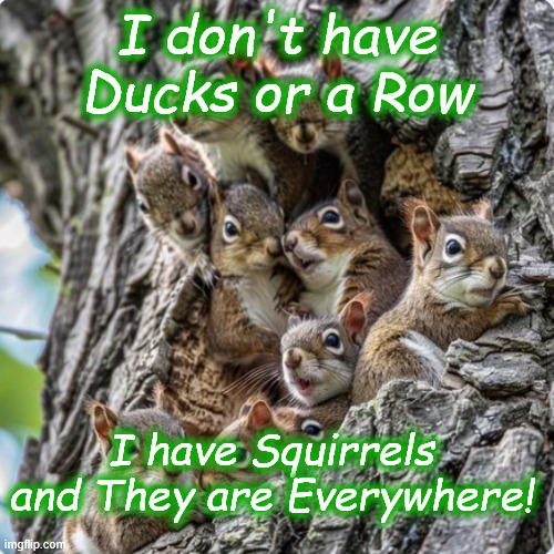 squirrels | I don't have Ducks or a Row; I have Squirrels and They are Everywhere! | image tagged in squirrels | made w/ Imgflip meme maker
