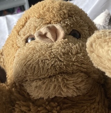 Nervous Gorilla Blank Meme Template