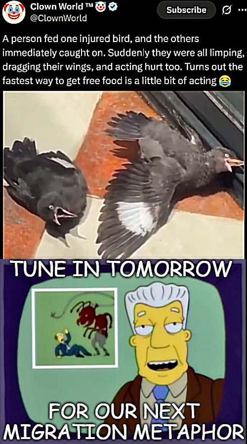 TUNE IN TOMORROW; FOR OUR NEXT MIGRATION METAPHOR | image tagged in i for one welcome our new overlords,immigration,birds,politics | made w/ Imgflip meme maker