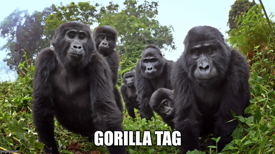 you hit your head pretty hard | GORILLA TAG | image tagged in you hit your head pretty hard | made w/ Imgflip meme maker