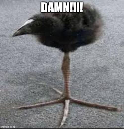 Pukeko Bird | DAMN!!!! | image tagged in pukeko bird | made w/ Imgflip meme maker