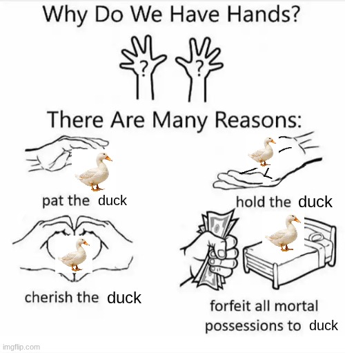 if u dissagree your wrong | duck; duck; duck; duck | image tagged in why do we have hands all blank,duck,ducks | made w/ Imgflip meme maker