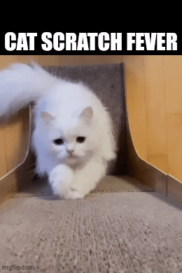 Cat Scratching - Imgflip