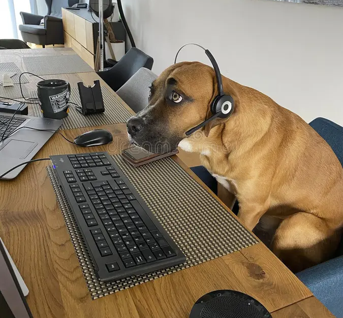 Sad Dog PC Blank Meme Template