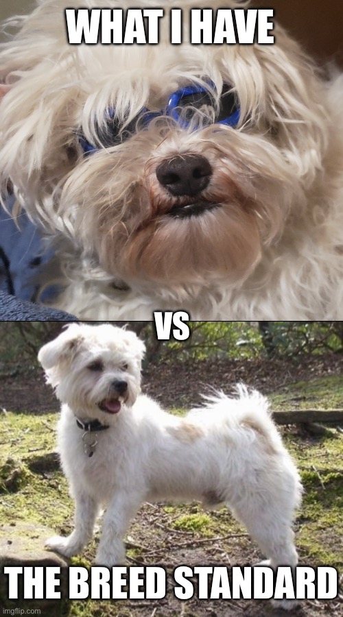 Teddy is a la chon | WHAT I HAVE; VS; THE BREED STANDARD | image tagged in la chon,dogs,funny animals,pets,spot the difference | made w/ Imgflip meme maker