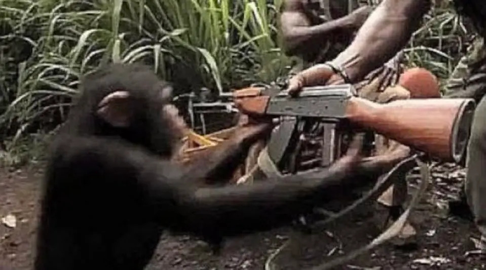Giving Monkey A Gun Blank Meme Template