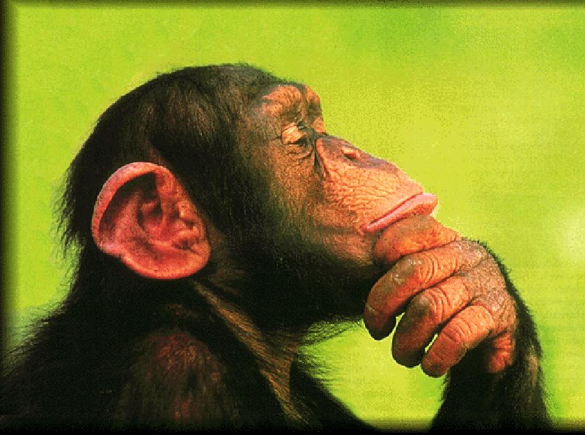 Chimp thinking Blank Meme Template