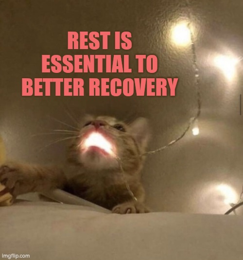 Rest is essential to better recovery | REST IS ESSENTIAL TO BETTER RECOVERY | image tagged in christmas light cat,autism,recovery,lights,time out | made w/ Imgflip meme maker