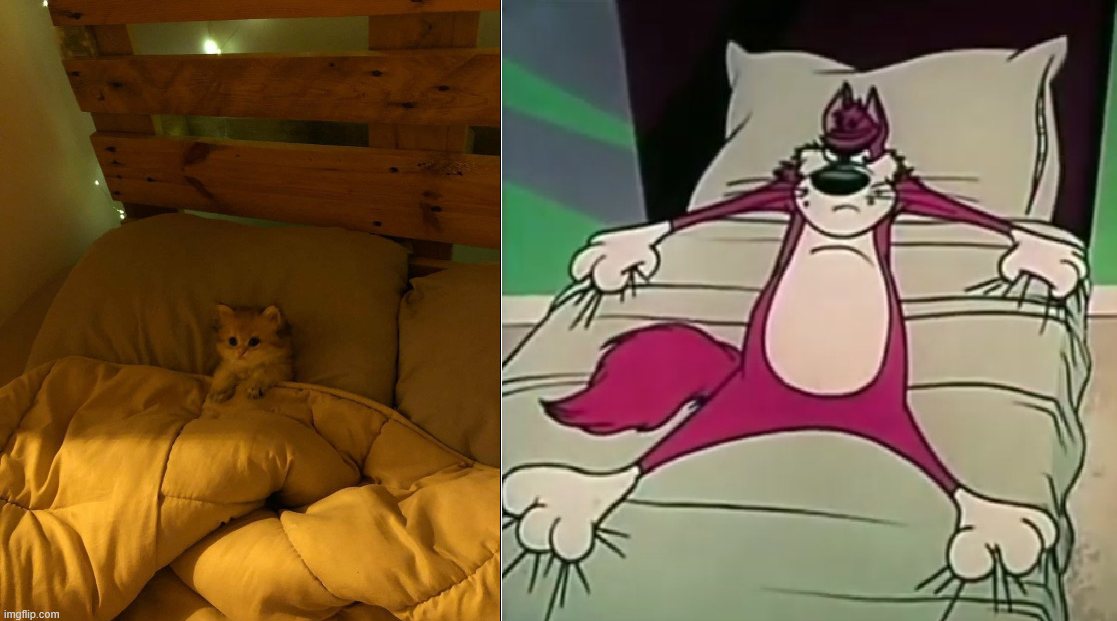 cat on the bed Blank Meme Template