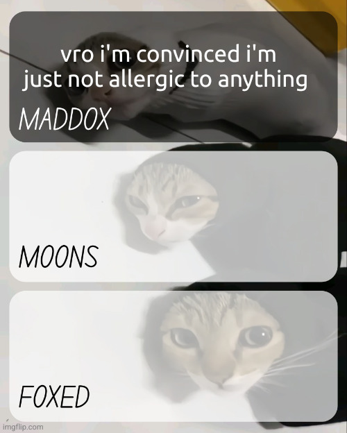 didn't know that was possible cuz i've never met anyone else like that | vro i'm convinced i'm just not allergic to anything | image tagged in maddox moons n foxed kitty temp | made w/ Imgflip meme maker