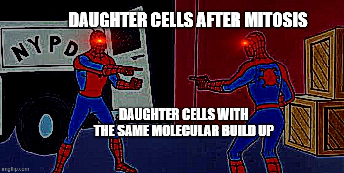 Spider Man Double | DAUGHTER CELLS AFTER MITOSIS; DAUGHTER CELLS WITH THE SAME MOLECULAR BUILD UP | image tagged in spider man double | made w/ Imgflip meme maker