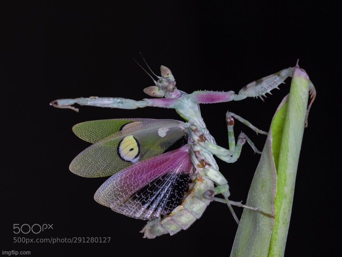 omg look at her she's so dramatic and gorgeous | made w/ Imgflip meme maker