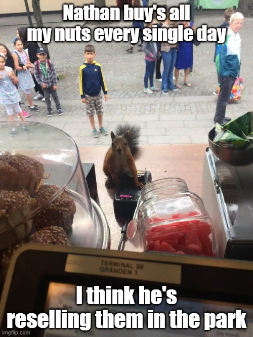 This Is Nuts | Nathan buy's all my nuts every single day; I think he's reselling them in the park | image tagged in cute,squirrel,nuts,best customer | made w/ Imgflip meme maker